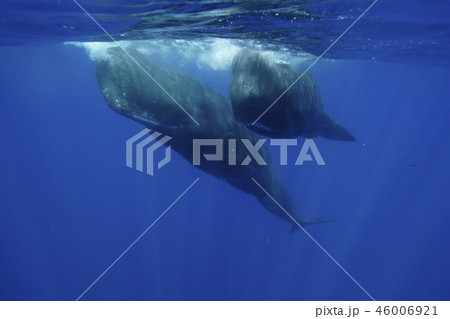 マッコウクジラ 46006921
