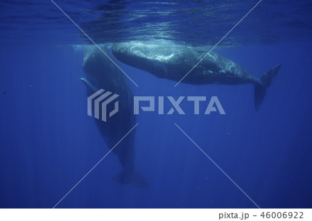 マッコウクジラ 46006922