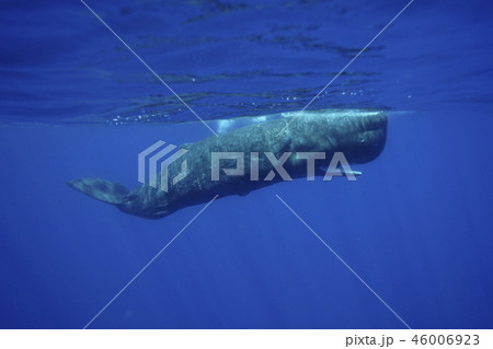マッコウクジラ マッコウクジラ 46006923