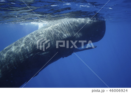 マッコウクジラ 46006924
