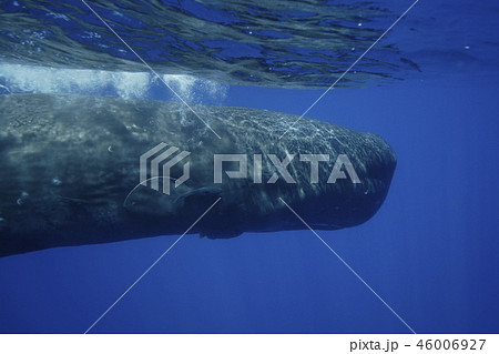 マッコウクジラ 46006927
