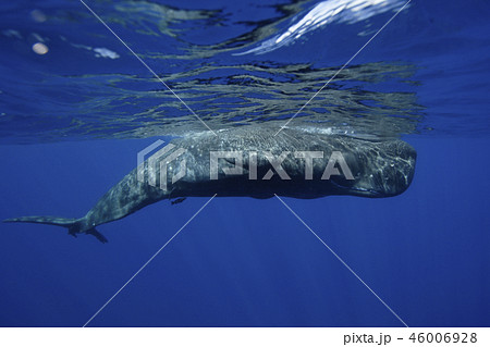 マッコウクジラ 46006928