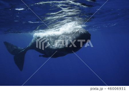 マッコウクジラ 46006931