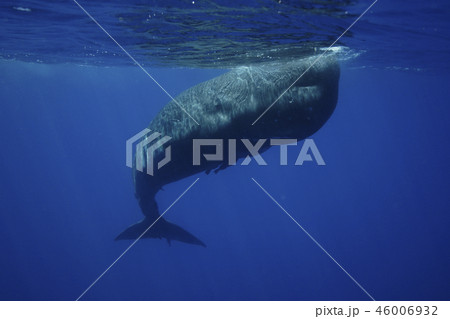 マッコウクジラ 46006932