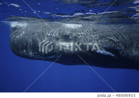 マッコウクジラ マッコウクジラ 46006933