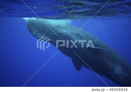 マッコウクジラ 46006936