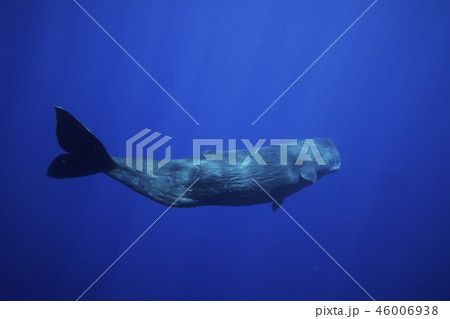 マッコウクジラ 46006938