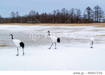 丹頂鶴 46007256