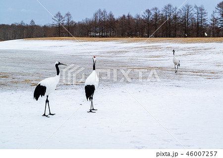 丹頂鶴 46007257