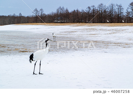 丹頂鶴 46007258