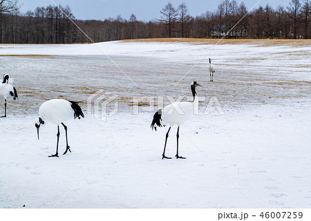 丹頂鶴 46007259