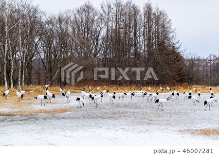 丹頂鶴 46007281