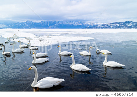 屈斜路湖の白鳥 屈斜路湖の白鳥 46007314