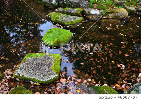 石苔と散紅葉 石苔と散紅葉 46007707