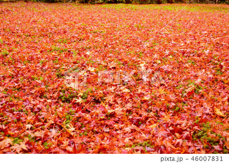三千院の散紅葉 三千院の散紅葉 46007831