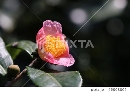 ユキツバキと茶の自然交配種の炉開きの写真素材