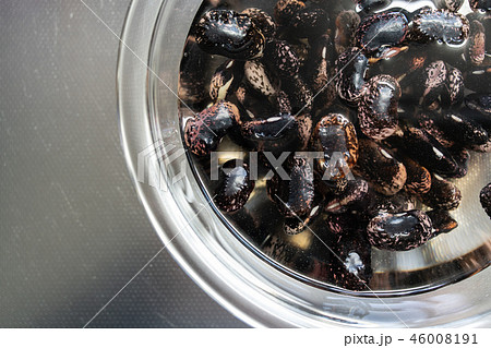 紫花豆　水で戻しているところ　煮豆用 46008191