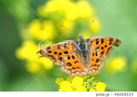 キタテハと菜の花 46008335