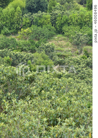 【長崎県】茂木ビワ畑 46008496