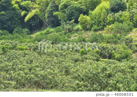 【長崎県】茂木ビワ畑 46008501