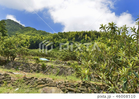 【長崎県】茂木ビワ畑 46008510