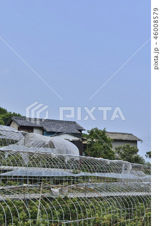 【長崎県】茂木ビワの農家 46008579