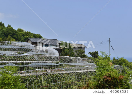 【長崎県】茂木ビワの農家 46008585