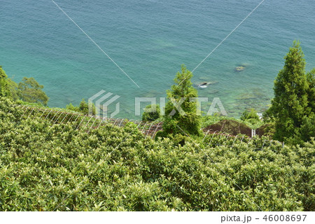 【長崎県】ビワ畑と海岸 46008697