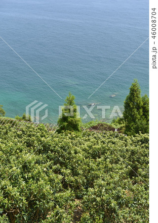 【長崎県】ビワ畑と海岸 【長崎県】ビワ畑と海岸 46008704