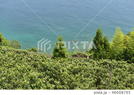 【長崎県】ビワ畑と海岸 46008705