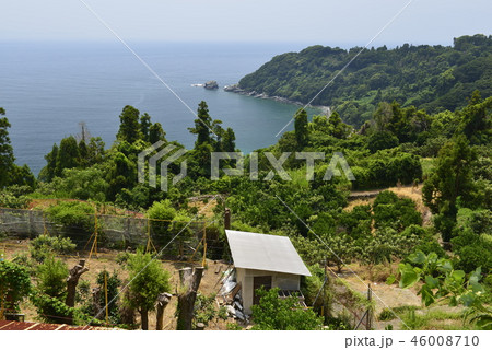 【長崎県】ビワ畑と海岸 46008710