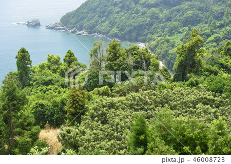 【長崎県】ビワ畑と海岸 46008723