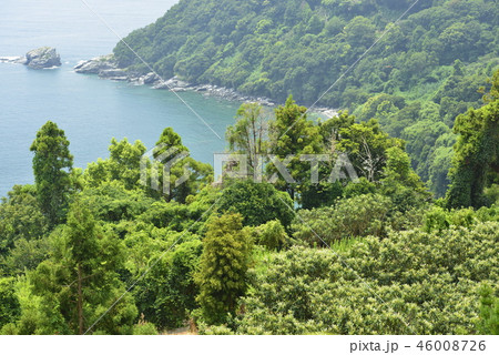 【長崎県】ビワ畑と海岸 【長崎県】ビワ畑と海岸 46008726