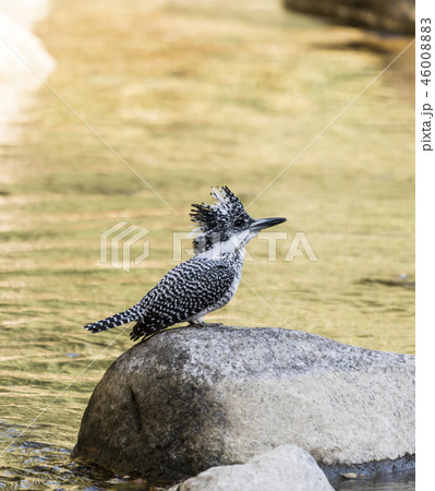 ヤマセミ 46008883