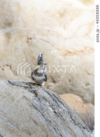 ヤマセミ 46008886