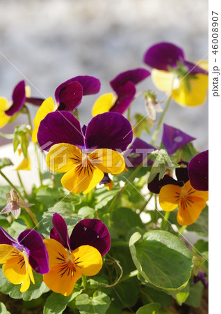 ビオラの花 ビオラの花 46008907