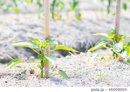 ピーマン畑 ピーマンの苗 農業イメージの写真素材
