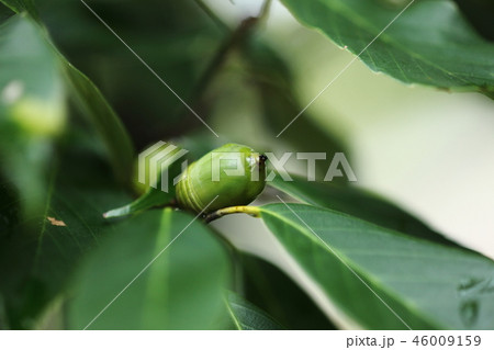 アラカシの若いドングリ アラカシの若いドングリ 46009159