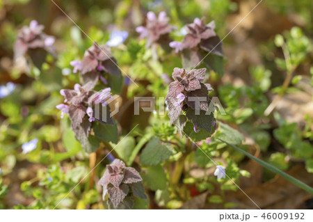 ヒメオドリコソウ ヒメオドリコソウ 46009192