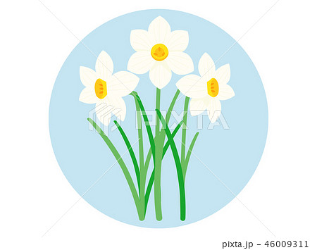 水仙 46009311