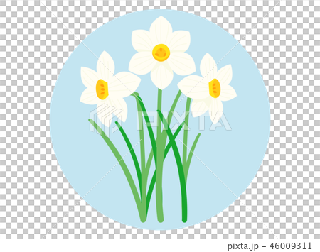 水仙 46009311