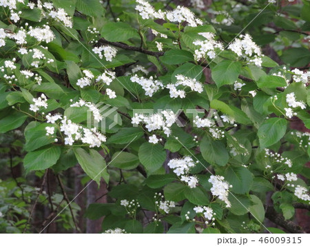 アズキナシの花 アズキナシの花 46009315