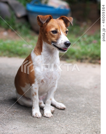 happy active handsome Jack Russel terrier dog 46009364