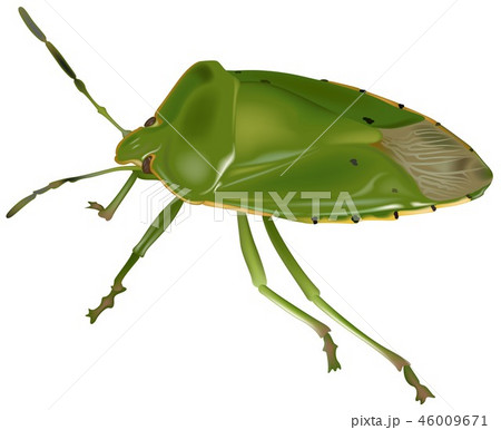 Green Stink Bug Green Stink Bug 46009671