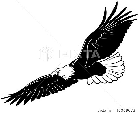 Flying Bald Eagleのイラスト素材
