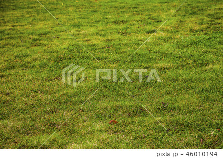Green lawn close up. 46010194
