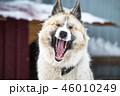Dog is yawning  46010249