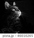Cat portrait in black and white 46010265
