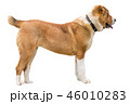Red rusty Caucasian shepherd dog profile isolated  46010283