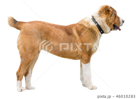 Red rusty Caucasian shepherd dog profile isolated  46010283